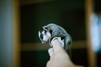 Sugar Glider HD Wallpaper Android Lietotnes Pakalpojum