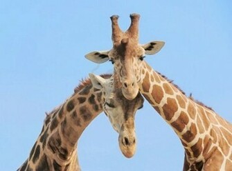 HD Desktop Wallpaper Giraffe Background