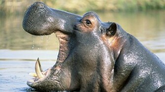 Wildlife Of The World Hippopotamus Animal