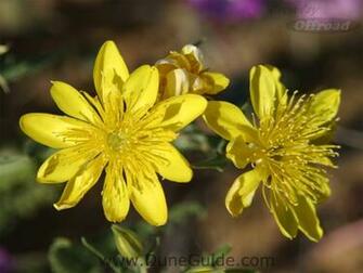 Sand Dune Wildflower Wallpaper