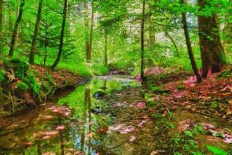 River In Spring Forest Wallpaper HD