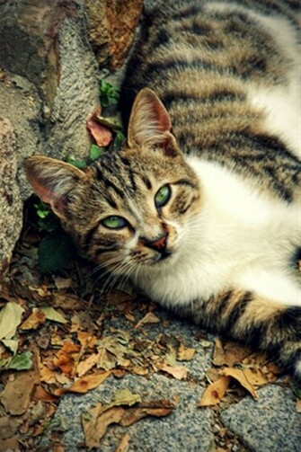 Relax Animal iPhone Wallpaper S 3g