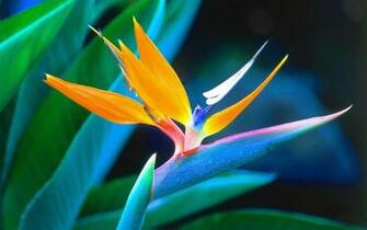 Bird Of Paradise Wallpaper HD