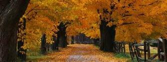 Autumn Xp Background Weddings Pics