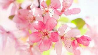 Apple Blossom Wallpaper Flowers Better