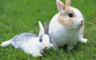 Beautiful Wallpaper For Desktop Rabbit HD