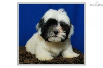 Shipoo Shi Poo Shih Tzu Poodle Mix Crosseddog Shihpoo Puppy