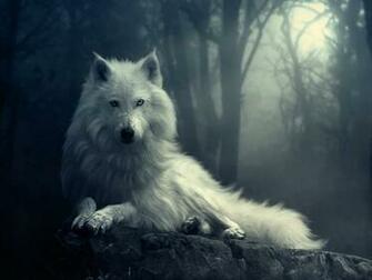 Image For Beautiful White Fox Wallpaper Cute Pictures Photos