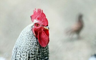 Bird Rooster HD Wallpaper Magic4walls