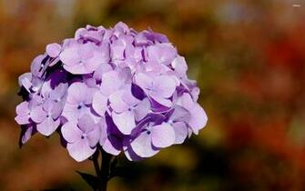 Purple Hydrangea Wallpaper