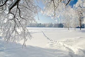 Trees Winter Ice Landscape Nature Snow Wallpaper