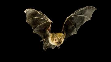 Vampire Bat Wallpaper Background
