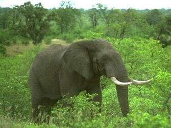 Lovely Elephants In Amazing 7art Screensavers Slide Show Screensaver