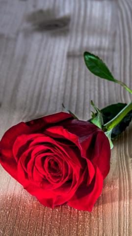 Red Rose Wallpaper iPhone Teahub Io