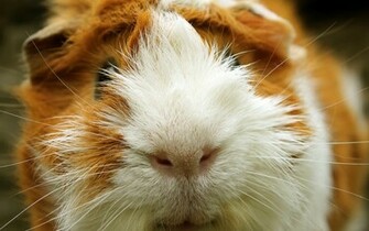 Guinea Pig Wallpaper Jpg