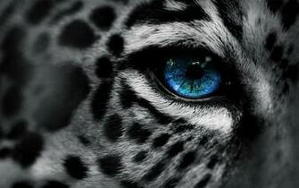 Explore The Collection Cats Animal Leopard
