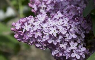 Lilac Wallpaper