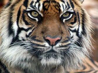 Animal Wallpaper Wild Facts Videos Animals Pictures