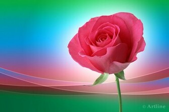 Pink Rose On Beautiful Ground For Your Desktop Description Roses