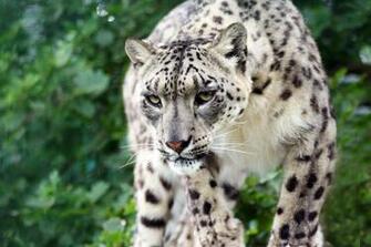 Snow Leopard HD Wallpaper