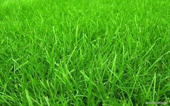 Grass Wallpaper Cloth Paper