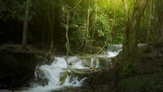 Jungle Rainforest Background With Green Plants Vegetation And