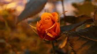 5k 4k Wallpaper Flowers Rose Yellow