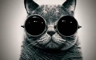 Category Animals HD Wallpaper Subcategory Cats