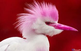 Cute Bird Desktop Wallpaper HD
