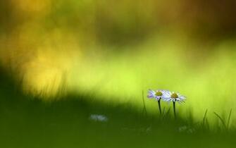 Small Green Flowers Beautiful Macro Photography Wallpaper