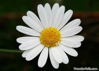 White Daisy