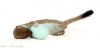 Stoat With Egg Photo Wp28480