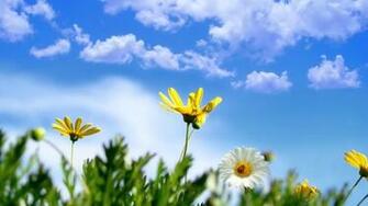 Spring Widescreen Time Nature Flowers