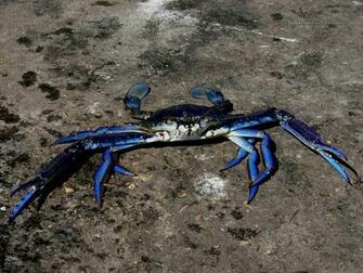 Blue Crab Wallpaper