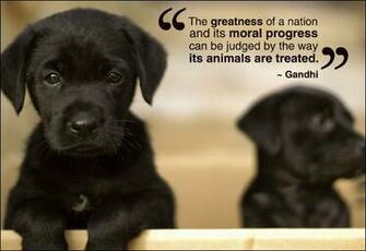 Funny Animals With Quotes Desktop Wallpaper