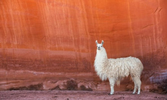 Lama Animals Wallpaper HD