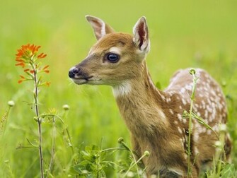 Animals White Tailed Deer Minnesota Picture Nr