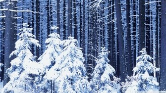Snowy Forest Wallpaper