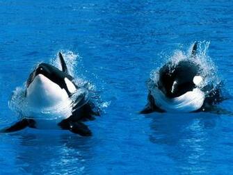 Wallpaper Orca
