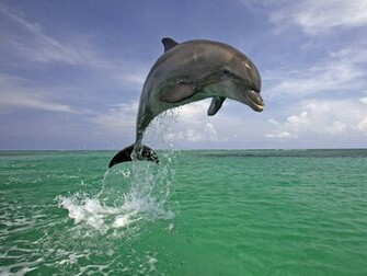 The Best Top Desktop Dolphin Wallpaper HD Dolphins Jpg