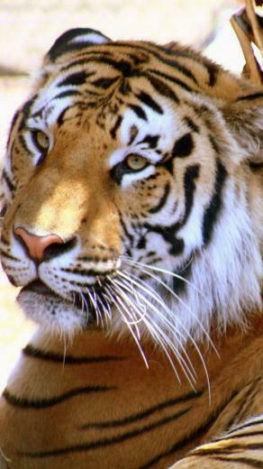 Cool Tiger Wallpaper Cell Phone