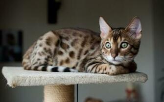 Pics Photos Bengal Cat Wallpaper