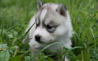 HD Wolf Cub Wallpaper