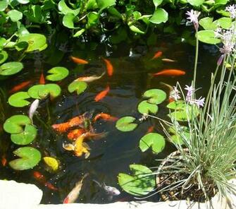 Koi Pond Wallpaper