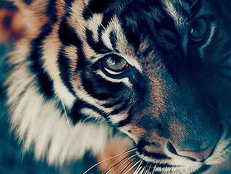 Pics Photos Bengal Tiger Face Wallpaper