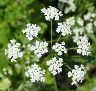 Queen Anne S Lace HD Wallpaper