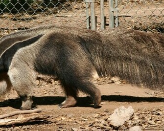 Animals Anteater Wallpaper Hq