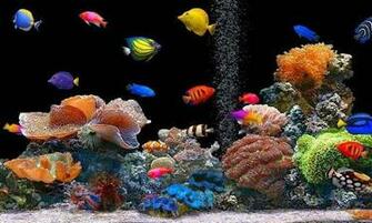 Wallpaper Aquarium HD Live Car