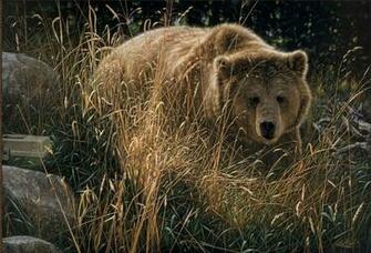 Grizzly Wallpaper