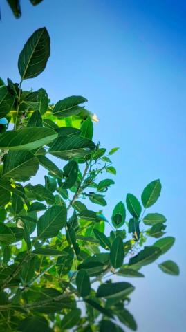 Tree And Sky Pictures Image